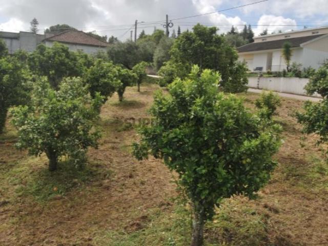 Terreno venda em Torres Novas, Santarém