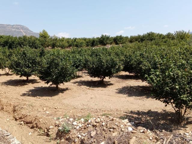 Terreno en venta en Priorat, Catalunya