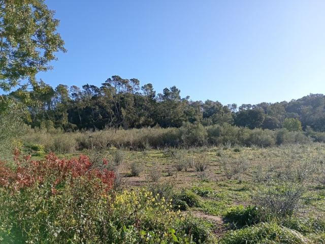 Terreno en venta en Pla de Mallorca, Baleares