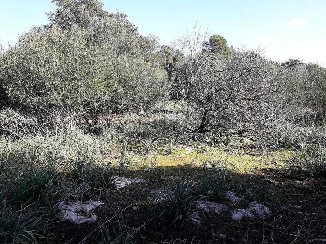 Terreno en venta en Pla de Mallorca, Baleares