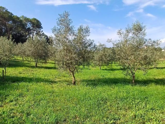 Terreno en venta en Pla de Mallorca, Baleares