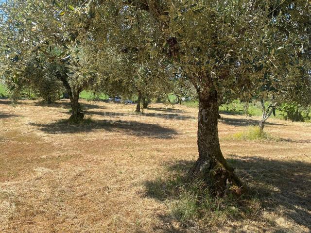 Terreno venda em Castelo Branco