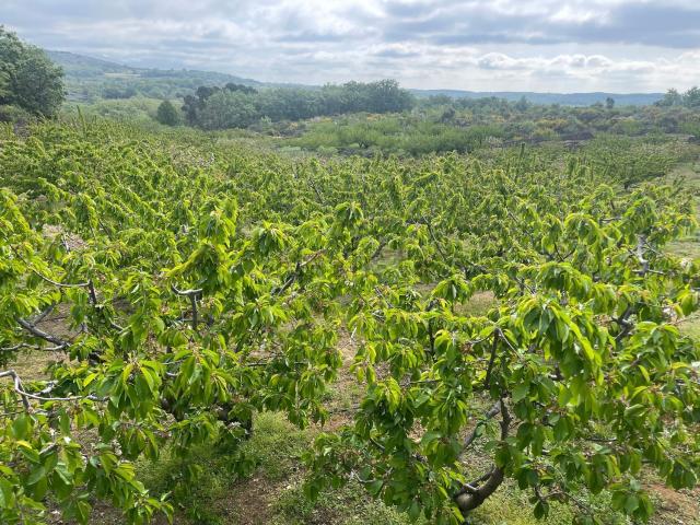 Terreno en venta en Cuacos De Yuste, Extremadura