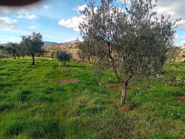 Terreno venda em Castelo Branco
