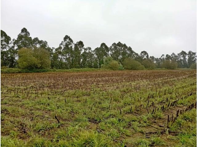 Terreno venda em Rindo, Trofa