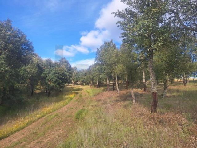 Terreno venda em Guarda, Mós