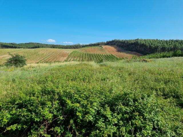 Terreno venda em Estorninho, Bombarral