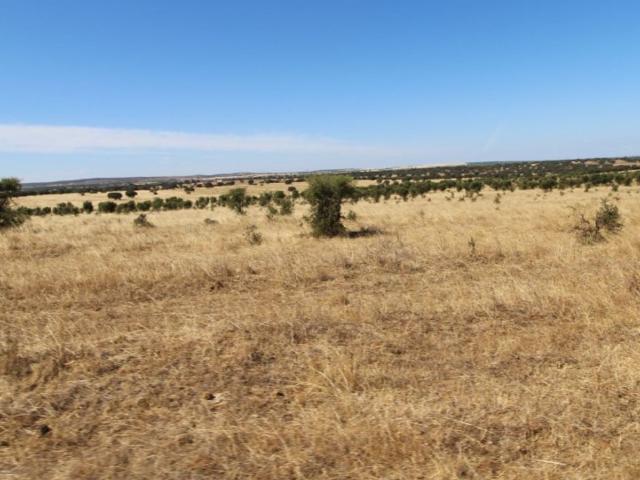 Terreno venda em Ferreira Do Alentejo, Beja