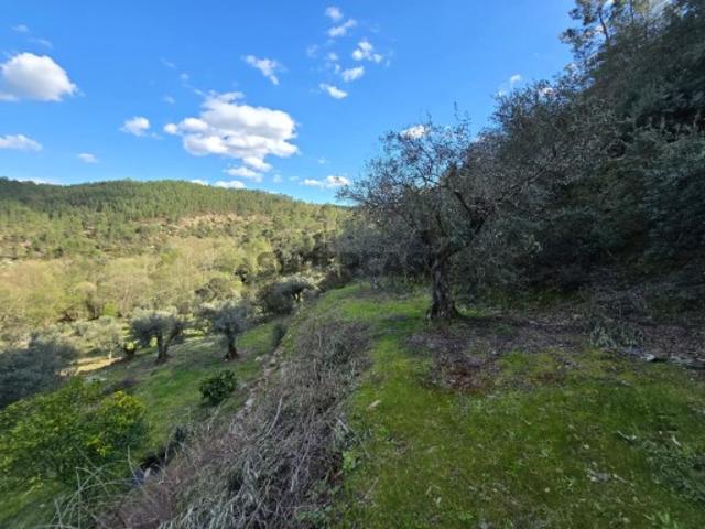 Terreno venda em Castelo Branco