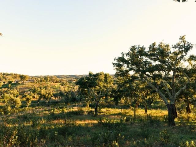 Terreno venda em São Francisco da Serra, Santiago do Cacém