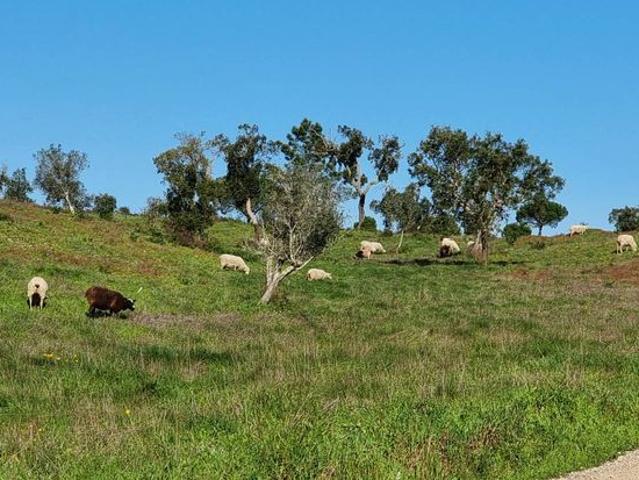 Terreno venda em Alcácer Do Sal, Setúbal