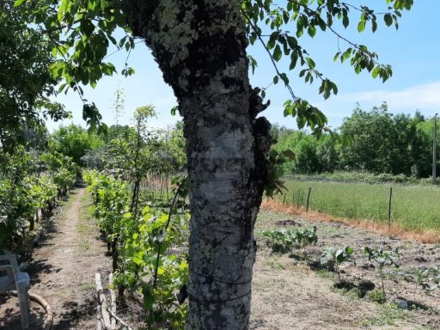 Terreno venda em Canas de Senhorim, Nelas