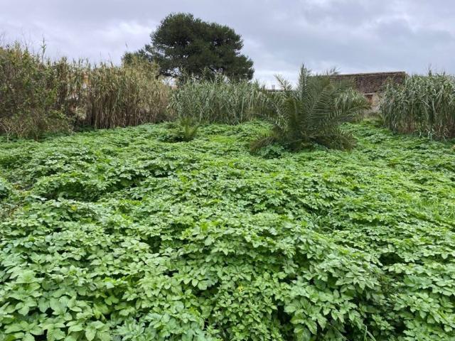 Terreno venda em Ajuda, Lisboa
