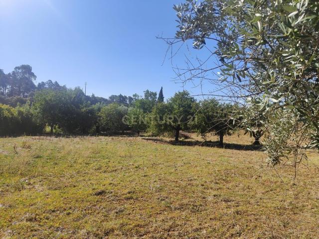 Terreno venda em Maçaroca, Torres Novas