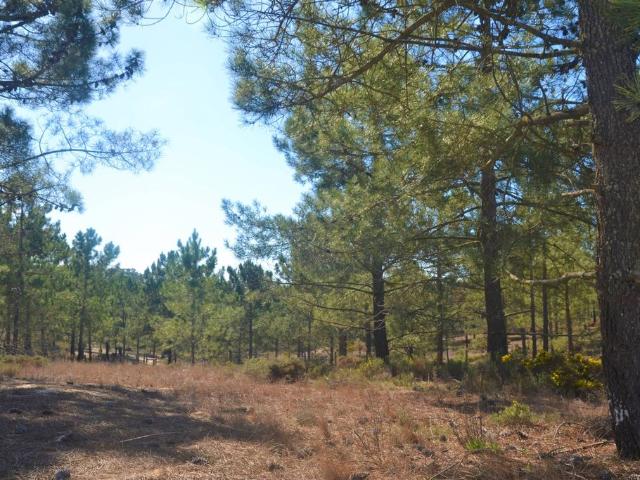 Terreno venda em Alcácer Do Sal, Setúbal