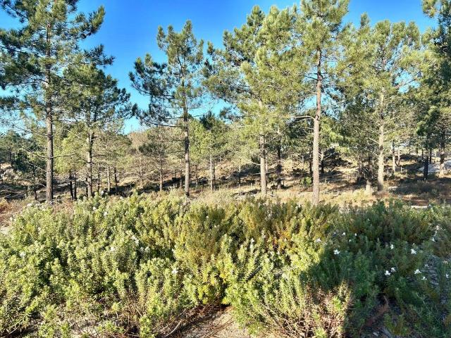 Terreno venda em Alcácer Do Sal, Setúbal