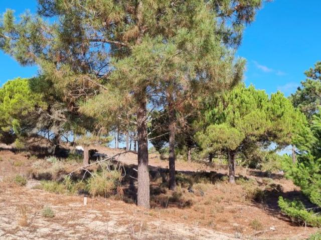 Terreno venda em Comporta, Alcácer do Sal