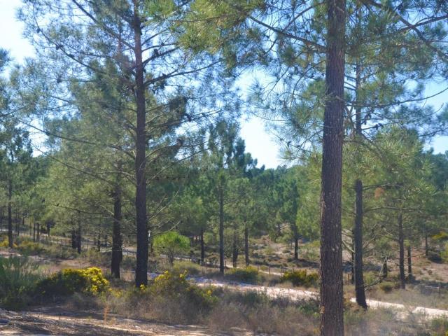 Terreno venda em Alcácer Do Sal, Setúbal