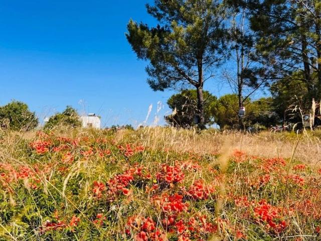 Terreno venda em Alcácer Do Sal, Setúbal