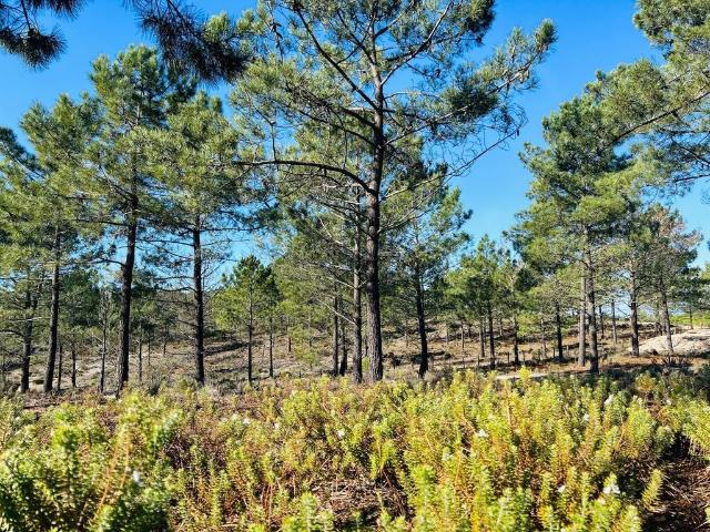 Terreno venda em Alcácer Do Sal, Setúbal