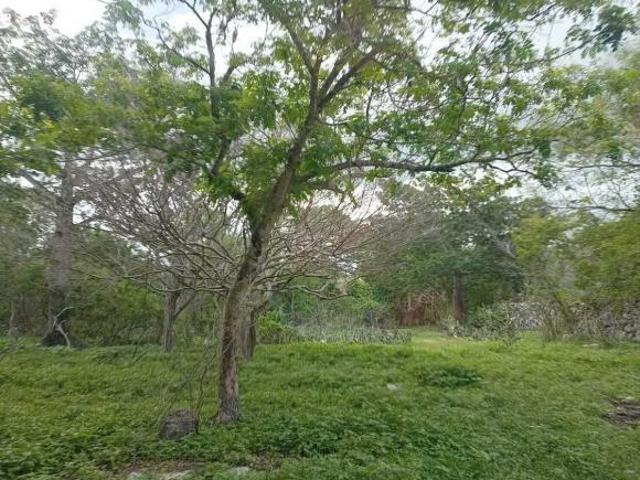 Terreno de 35 Hectáreas carretera Tetiz Celestún