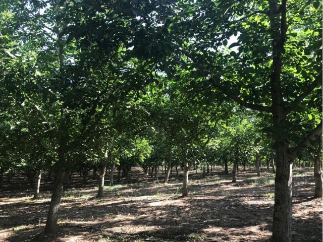 Terreno venda em Estremoz, Évora