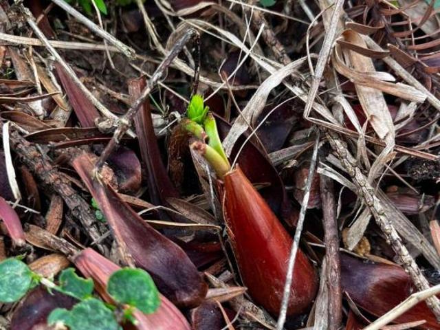 Terreno venda em Bueno Brandão
