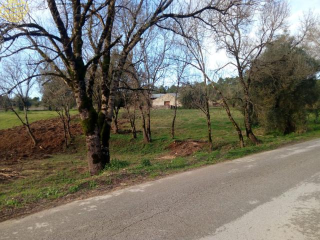 Terreno venda em Coimbrã, Brasfemes