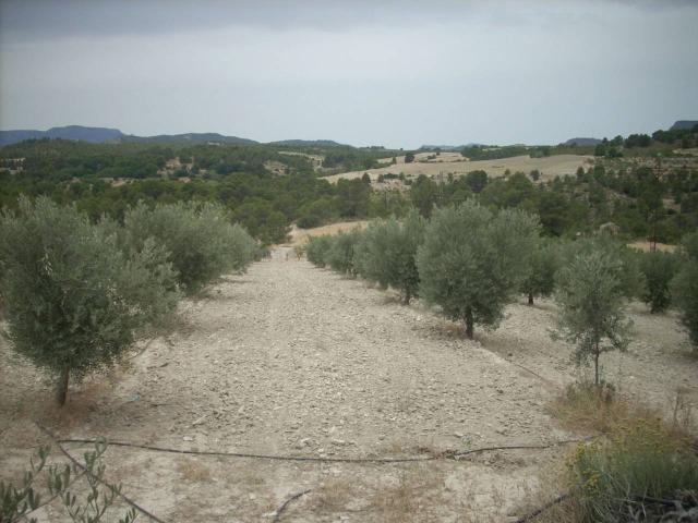 Terreno en venta en Socovos, Castilla-La Mancha