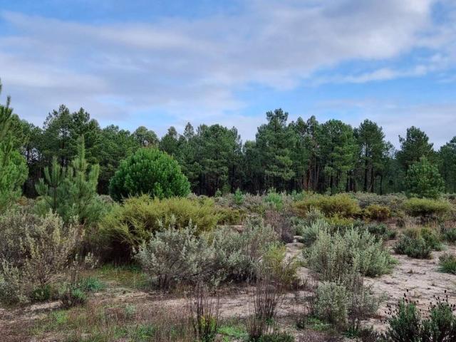 Terreno venda em Alcácer Do Sal, Setúbal