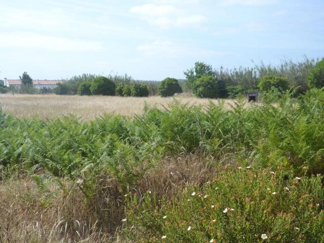 Terreno venda em Comporta