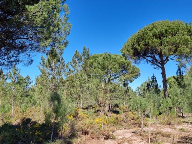 Terreno venda em Alcácer Do Sal, Setúbal