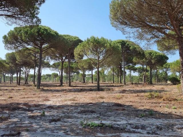 Terreno venda em Alcácer Do Sal, Setúbal