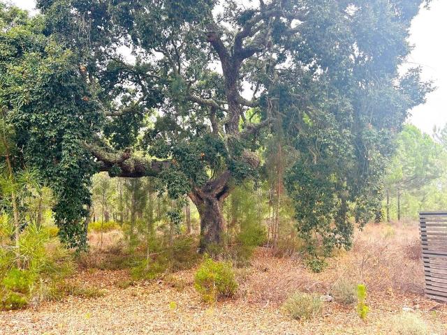 Terreno venda em Alcácer Do Sal, Setúbal
