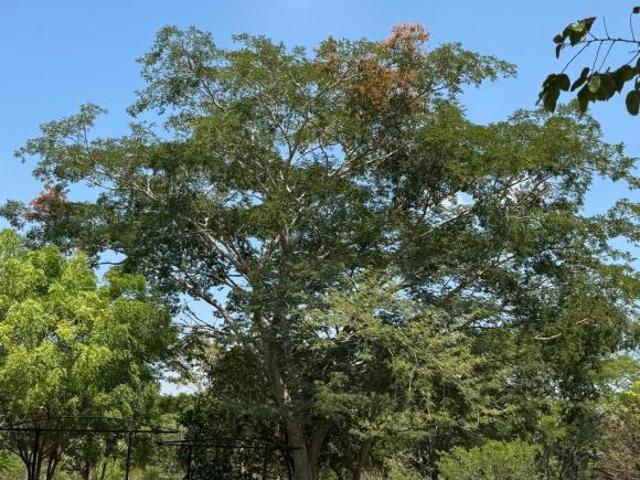 Terreno en venta en Amatal, Chiapa de Corzo