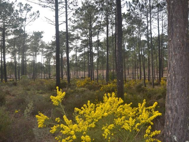 Terreno venda em Comporta