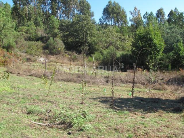 Terreno venda em Arganil, Anceriz