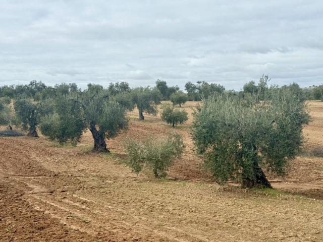 Terreno en venta en Tierra de Barros, Extremadura