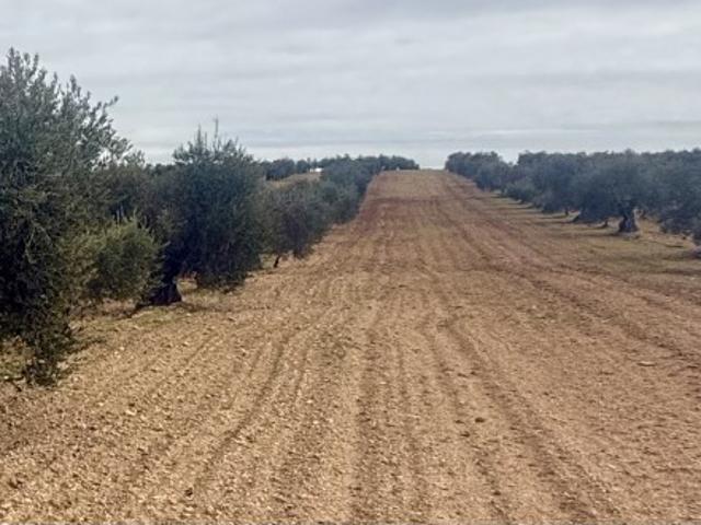 Terreno en venta en Tierra de Barros, Extremadura