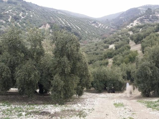 Terreno en venta en Iznájar, Andalucía