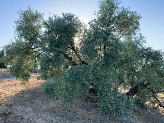 Terreno en venta en Lucena, Andalucía