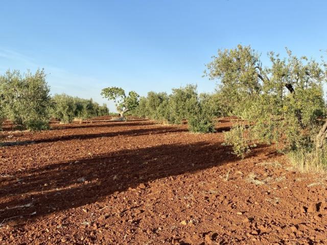 Terreno en venta en Tierra de Barros, Extremadura