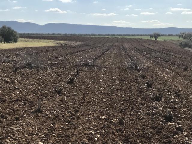 Terreno en venta en Tierra de Barros, Extremadura