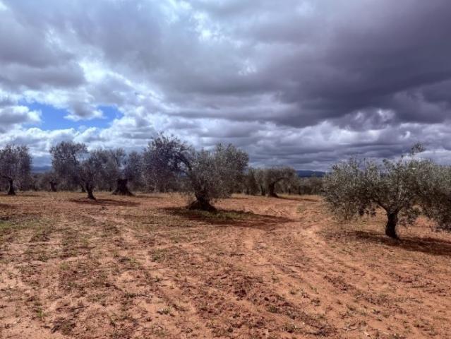 Terreno en venta en Tierra de Barros, Extremadura