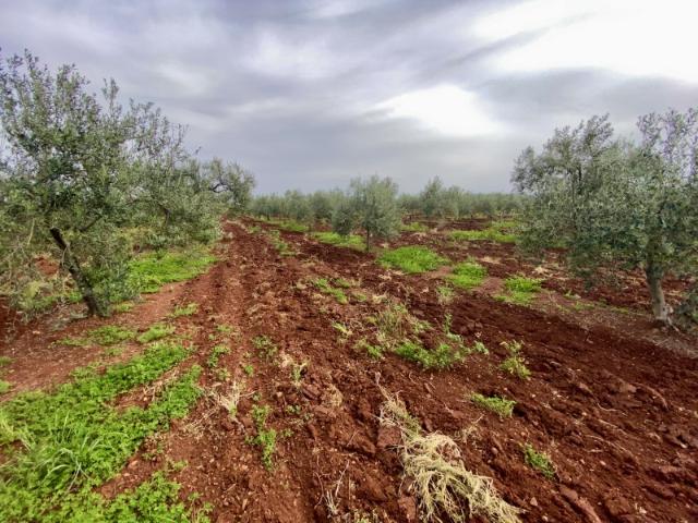 Terreno en venta en Tierra de Barros, Extremadura