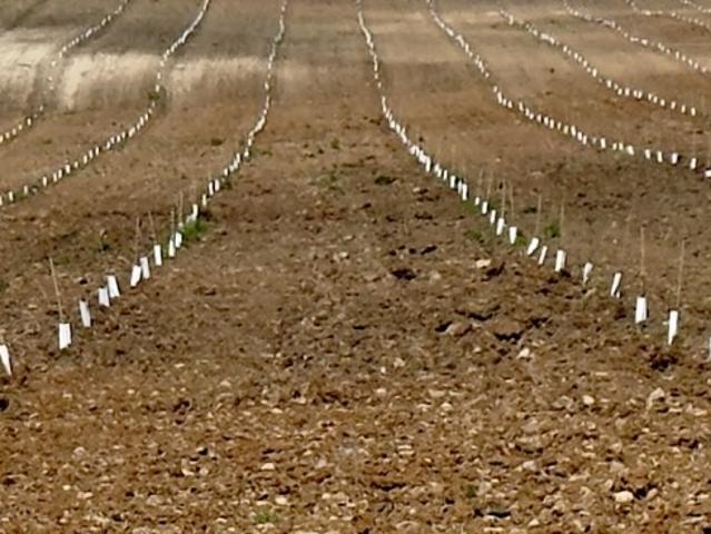 Terreno en venta en Tierra de Barros, Extremadura