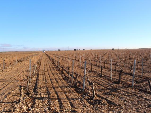 Terreno en venta en Socuéllamos, Castilla-La Mancha