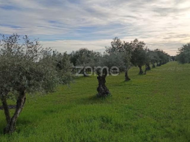 Terreno venda em Campo Maior Terreno venda em Campo Maior