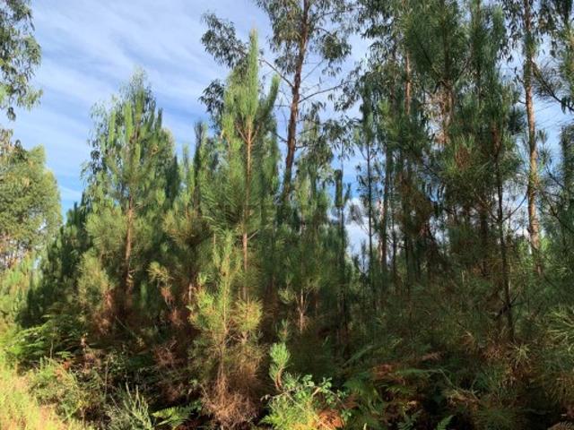 Terreno venda em Pedrógão Grande, Leiria