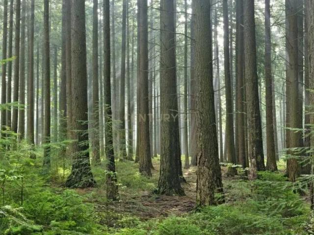 Terreno venda em Penacova, Coimbra